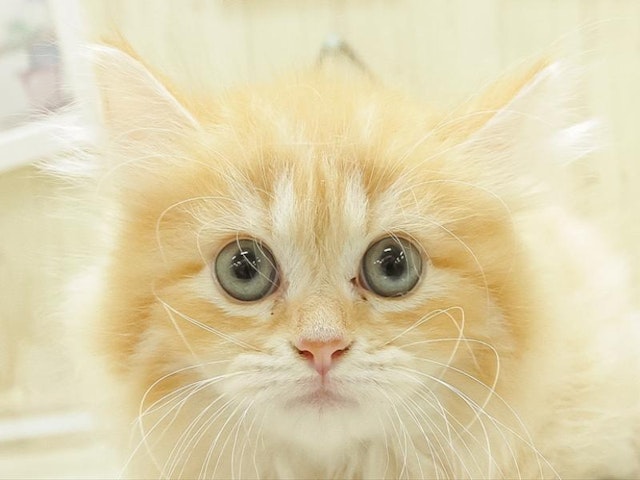広島県のマンチカン (ペッツワン広島LECT店/2024年5月17日生まれ/女の子/レッドタビー)の子猫